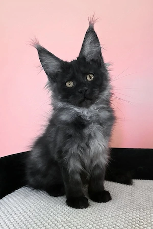 Maine Coon Mädchen in Black Smoke 13 Wochen alt, geimpft & entwurmt