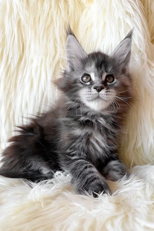 Maine Coon Mädchen 13 Wochen alt, geimpft & entwurmt Bild 3