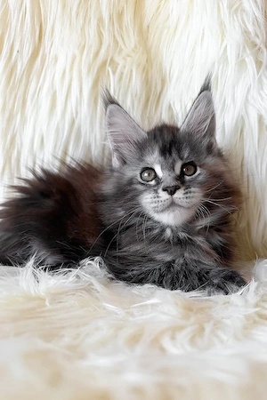 Maine Coon Mädchen 13 Wochen alt, geimpft & entwurmt