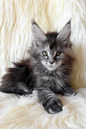 Maine Coon Mädchen 13 Wochen alt, geimpft & entwurmt Bild 2