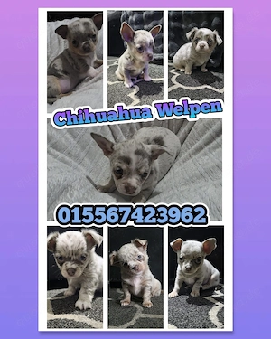 Chihuahua Welpen reinrassig 