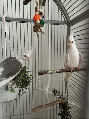 Nymphensittich Pärchen