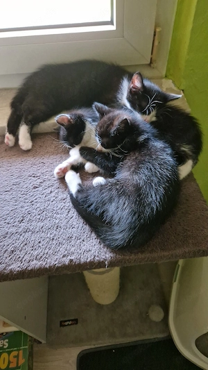 3 Geschwister Katzen 