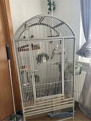 Nymphensittich Pärchen