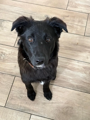 Border-Collie-Mix 