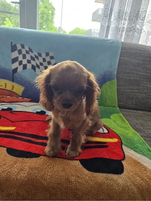 cavaler king charles spaniel welpen sucht neues haus
