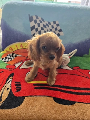 cavaler King Charles Spaniel junge sucht neues Haus