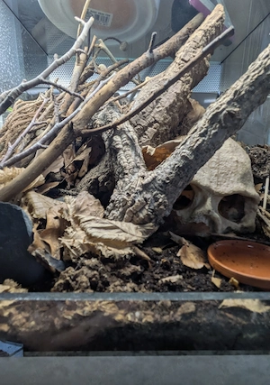 Biete: Harpactira pulchripes & Pterinochilus murinus "RCF" (inkl. Terrarium)