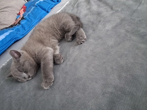 Britisch kurzhaar baby kitten 