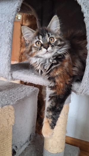 Maine Coon kitten reinrassig