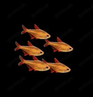 Hyphessobrycon spec Muzel Red Cherry 