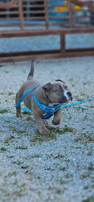 Erstklassige American Pocket Bully Welpen Abgabebereit 