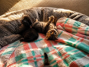 Wunderschöne BKH-Mix Kitten suchen ein liebevolles Zuhause    Bild 3