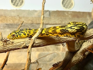 1.1 elaphe carinata