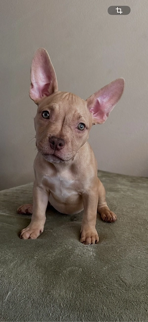 American Pocket Bully 10 wochen alte Merle Hündin 