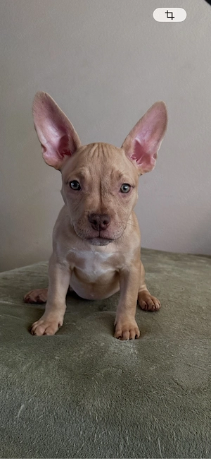 American Pocket Bully 10 wochen alte Merle Hündin 