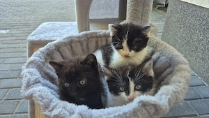 Kätzchen Kitten