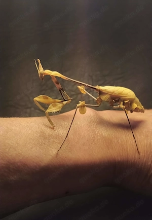 Gongylus gongylodes, Gottesanbeterin, Gruppenhaltung möglich, L2