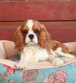 cavalier king charles spaniel