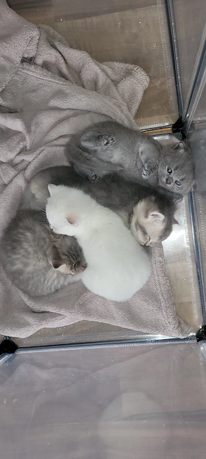 Ungewollter Nachwuchs...Katzen kitten Abzugeben Maincoon Bkh mix.