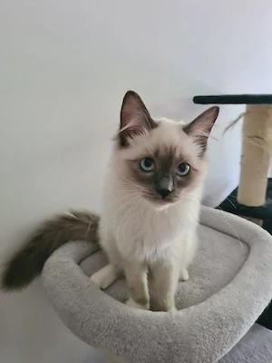  Wunderschöne Ragdoll-Kätzchen Bild 2