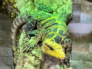 1.1 Varanus Cumingi 