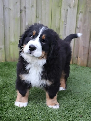 Kräftiger und gesunder Berner Sennenhundwelpe.