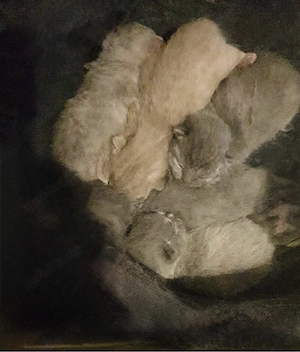 BKH kitten  Bild 2
