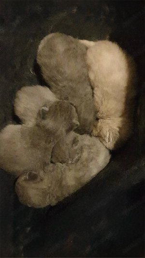 BKH kitten  Bild 3