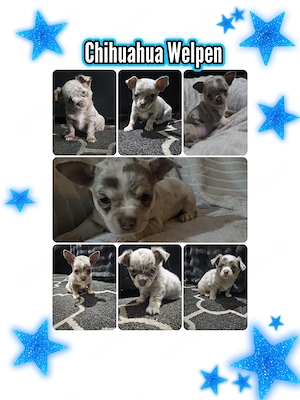 Chihuahua Welpen reinrassig 