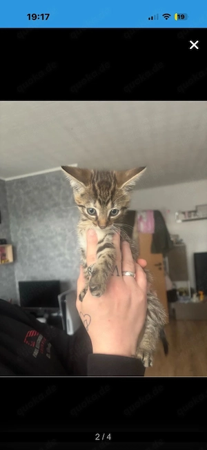 Wunderschönes bengal mix weibchen 