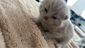 bkh kitten mit stammbaum 