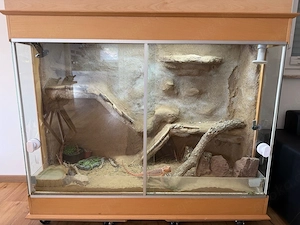 Bartagame mit Terrarium