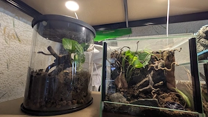 2x Tarantula Room s Displays (zylindrisch) 1x Glasterrarium 20er Würfel  