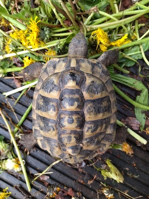 griechische Landschildkröte, m