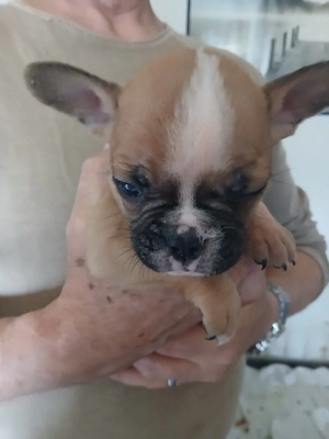Hundewelpen zu verkaufen 