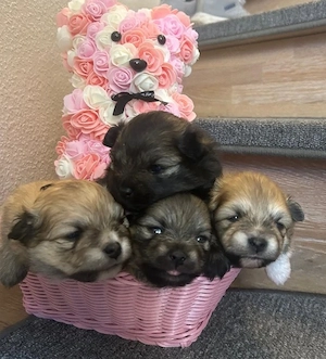 zwergspitz Pomeranian
