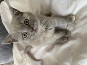 Britisch Kurzhaar Kitten 