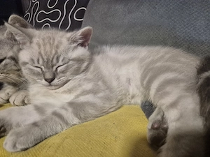 BKH Kitten  unser letzter Katzer sucht noch liebevolles Zuhause 