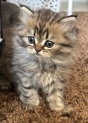Kitten Babykatze Katze BKH BLH 12 Wochen 