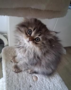 Kitten BKH BLH Babykatzen  Bild 3