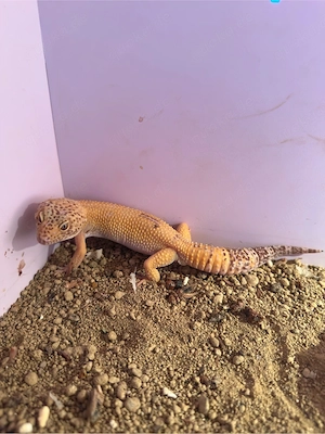 Wunderschönes Leopardgecko Männchen (Super Hypo Tangerine) abzugeben
