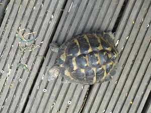griechische Schildkröte, m