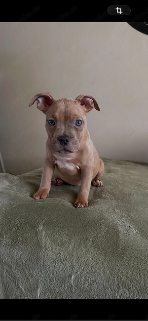 Merle !!!American Pocket Bully Hündin Merle 10 wochen alt 