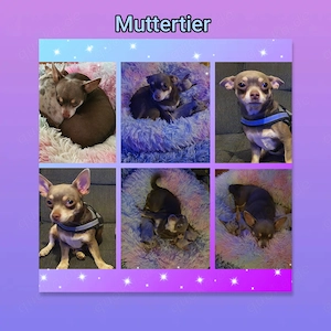 Chihuahua Welpe Rüde reinrassig  Bild 7