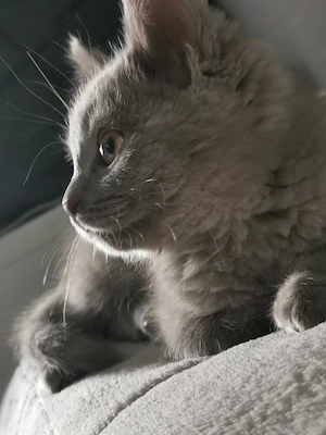 BKH Kitten 