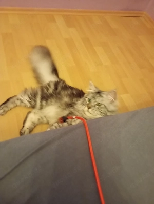 Kater XXL Maine coon BLH mix