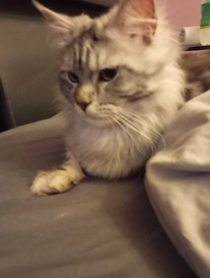 Kater XXL Maine coon BLH mix