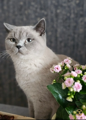 Wunderschöne Katze sucht ein liebevolles Zuhause