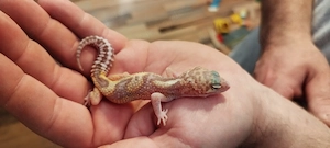 Leopardgecko Männchen Reinwater 